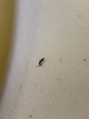 Entomobryidae