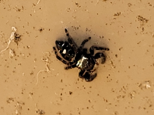 Bold Jumping Spider photographed in Delaware