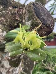 Epidendreae