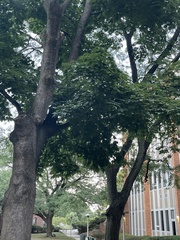 Acer nigrum