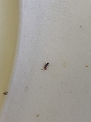 Entomobryidae
