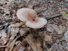 Lactarius torminosus