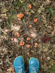 Cantharellus cinnabarinus