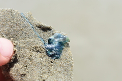 Physalia physalis