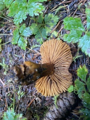 Cortinarius croceus