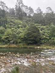 Podocarpus totara