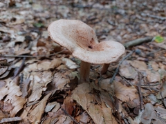 Lactarius torminosus
