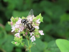 Eristalis dimidiata