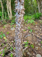 Zanthoxylum caribaeum