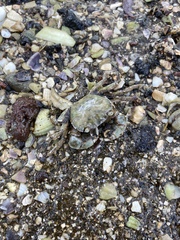 Hemigrapsus crenulatus