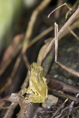 Kurixalus eiffingeri