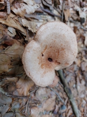 Lactarius torminosus