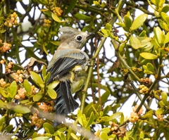 Ptiliogonys cinereus