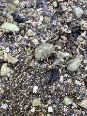 Hemigrapsus crenulatus