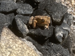 Anaxyrus americanus