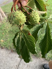 Aesculus