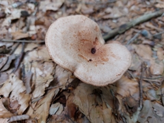Lactarius torminosus