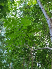 Zanthoxylum caribaeum