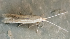 Coleophora