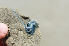 Physalia physalis