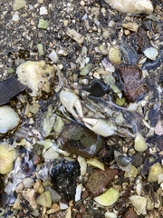 Hemigrapsus crenulatus