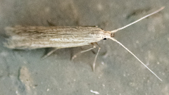 Coleophora
