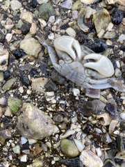 Hemigrapsus crenulatus