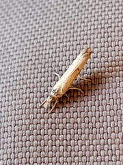 Agriphila vulgivagellus