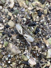 Hemigrapsus crenulatus