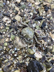 Hemigrapsus crenulatus