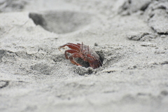 Ocypode gaudichaudii