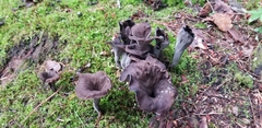 Craterellus