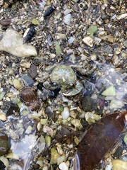 Hemigrapsus crenulatus