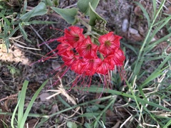 Nyctaginia capitata