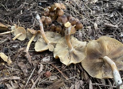 Psilocybe caerulescens