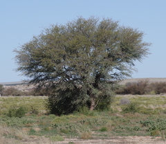 Vachellia erioloba