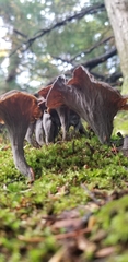 Craterellus