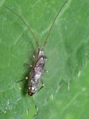 Pogonognathellus elongatus