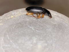 Coleoptera