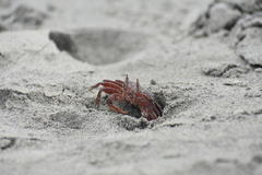 Ocypode gaudichaudii