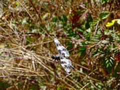 Libellula forensis