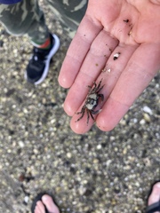 Hemigrapsus crenulatus