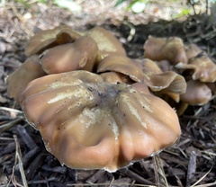 Psilocybe caerulescens
