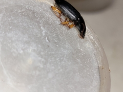 Coleoptera
