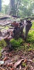 Craterellus