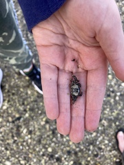 Hemigrapsus crenulatus