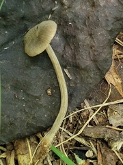 Simocybe
