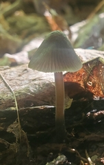 Mycena subcaerulea