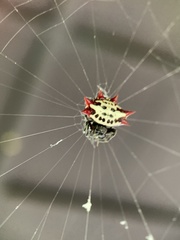 Gasteracantha cancriformis