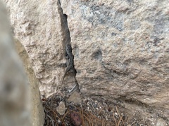 Sceloporus